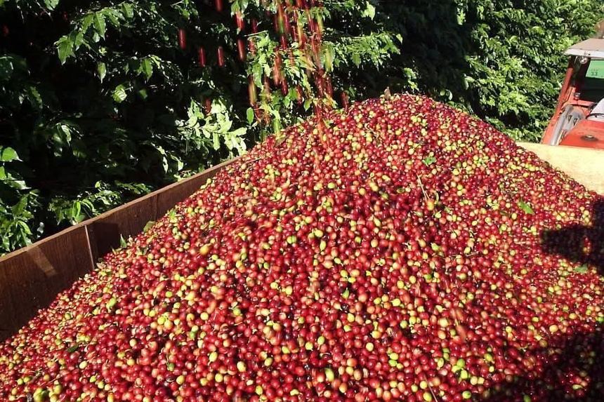 Freshly harvested red coffee cherries