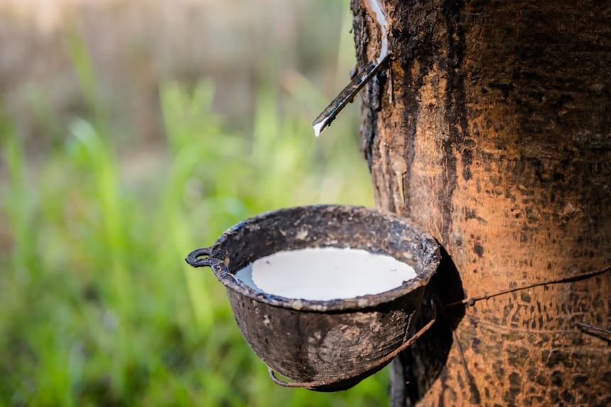 Natural latex being tapped from a rubber tree into a collection cup